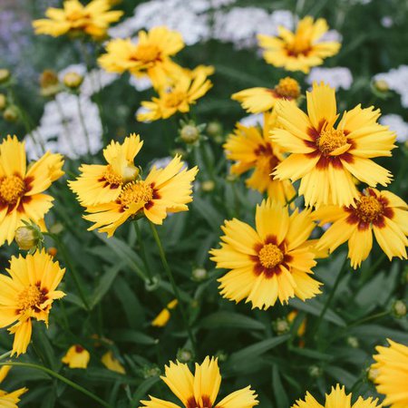 25 Yellow Flowers for Gardens - Perennials & Annuals with Yellow Blossoms