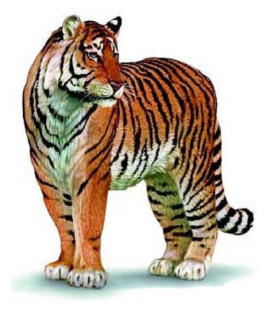 File:Usda aphis tiger illustration.jpg - Wikimedia Commons