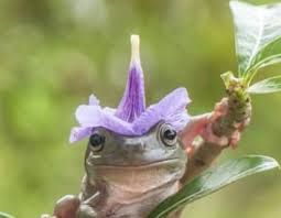 cute baby frogs with hats - Google Search