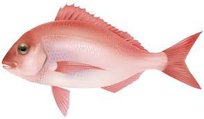 fish png - Google Search