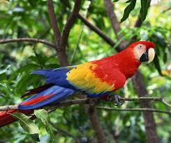 macaw - Google Search