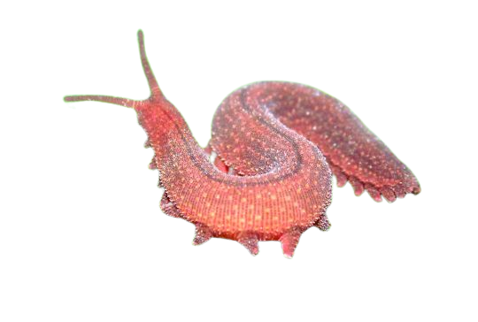 Red velvet worm