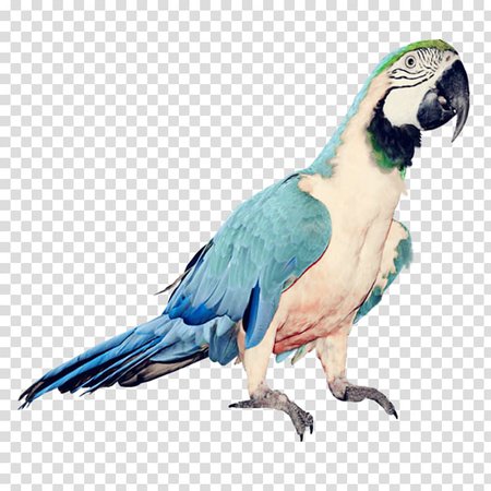 parrot-bird-clip-art-blue-parrot.jpg (700×700)