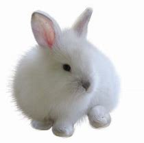 white bunny png - Bing images