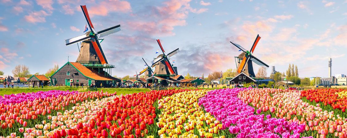 netherlands tulips - Google Search