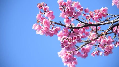 Spring Cherry Blossoms, Pink Flowers Stock Footage Video (100% Royalty-free) 22717942 | Shutterstock