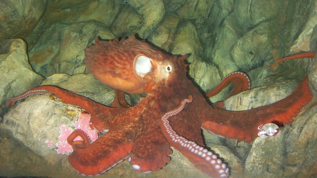 Frilled Giant Pacific Octopus