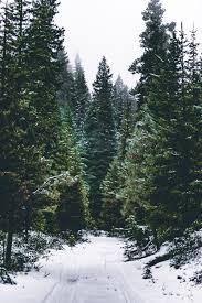 forest snow - Google Search