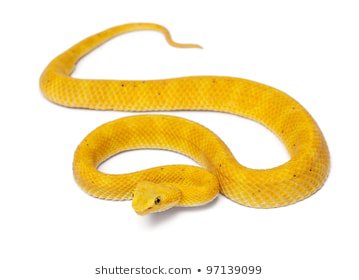 Yellow Aesthetic Snake