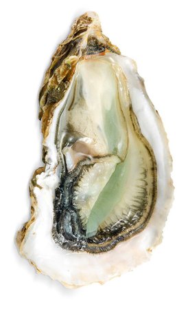 green oyster