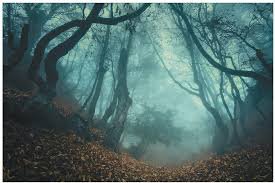 creepy forest - Google Search