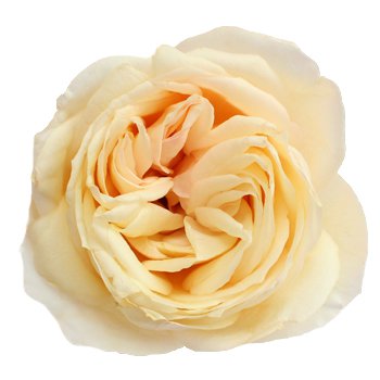 Peony Rose Peach Ruffles l Fiftyflowers.com