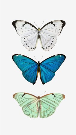 teal butterfly aesthetic - Google Search