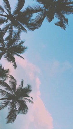 palm trees with pinkish blue sky