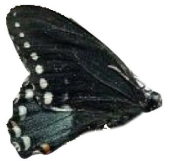 dark butterfly
