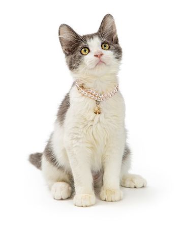cute-kitten-wearing-pearl-necklace.jpg (371×464)