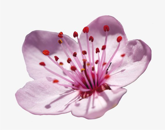 6-62875_elower-cherry-blossom-clipart-japanese-cherry-blossom-flower.png (820×645)