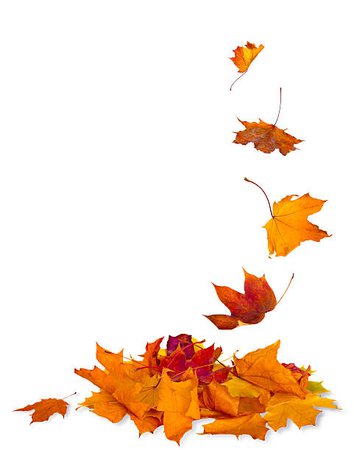 fall leaves images - Google Search