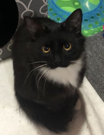 Cat for adoption - Jackie, a Domestic Long Hair & Norwegian Forest Cat Mix in Allentown, NJ | Petfinder
