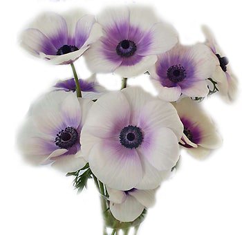 Anemone Purple Flowers Bicolor - Whole Blossoms