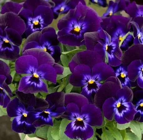violets