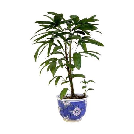 Potted plant shared by I hate myself on We Heart It