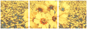 [Divider 11] Sunflower by ShintarouRyuunosuke on DeviantArt