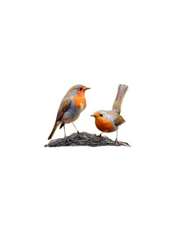 couple of robin bird