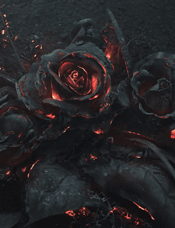 Fire in Roses