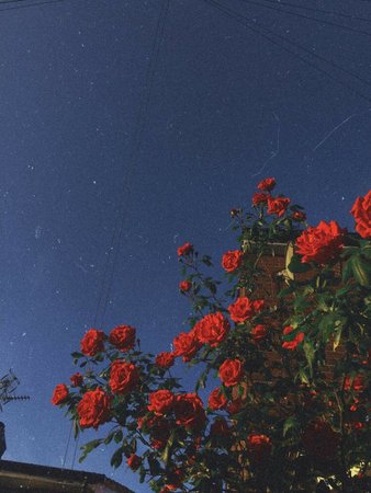 roses, background