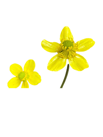 buttercups flowers