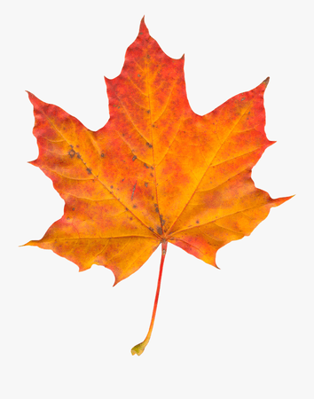 43-430400_autumn-leaf-png-image-transparent-fall-leaf-png.png (900×1144)
