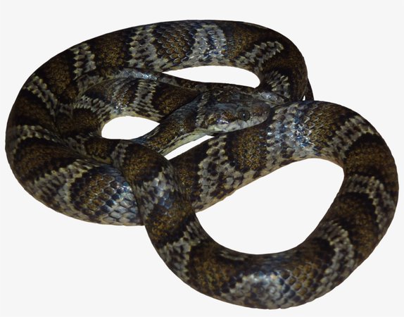 *clipped by @luci-her* snake png - Google Search