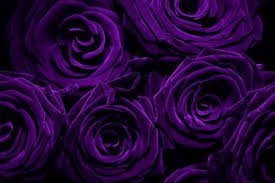 dark purple flowers - Google Search