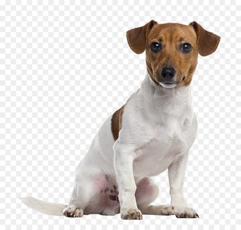 Jack Russell Terrier Companion Dog png download - 1080*1019 - Free Transparent Jack Russell Terrier png Download. - CleanPNG / KissPNG
