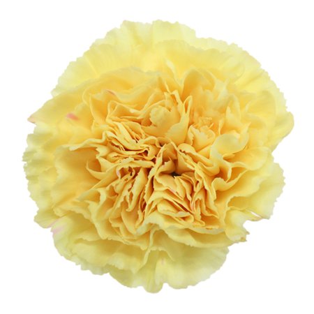 Golden Glow Carnation Flowers | FiftyFlowers.com