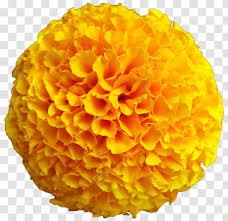 marigold flowers png - Google Search