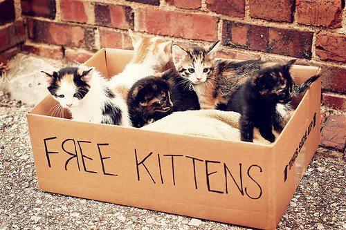 adorable, box, cat and cute - image #138915 on Favim.com