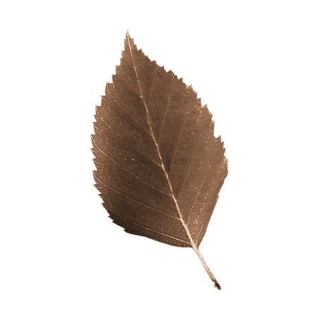 brown autumn leaf