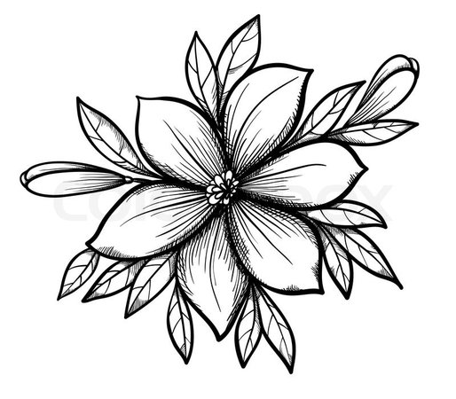 flower sketch