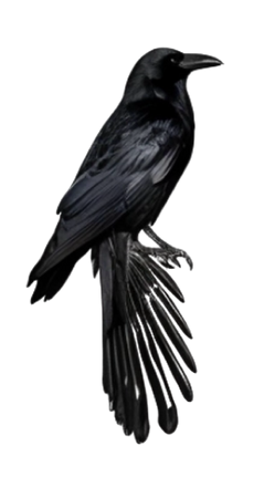 black raven set 1