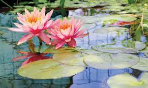 water lily - Google Search
