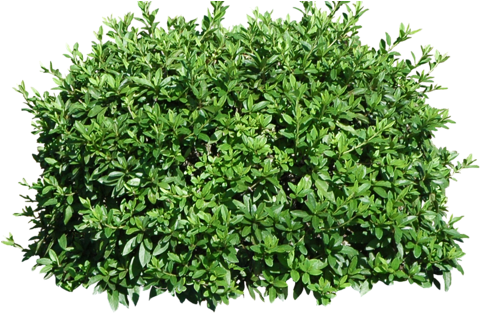 bushes images - Google Search