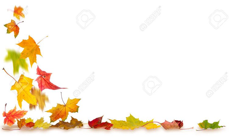 leaves on ground clipart - Google Search