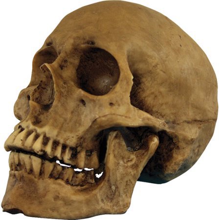 Resin Skull Cranium Halloween Prop - Walmart.com