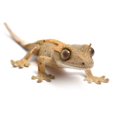 crested gecko - Google Search