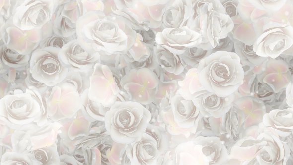 Roses White Wedding Background by MiniMultik | VideoHive