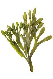 sea weed stock image - Google Search