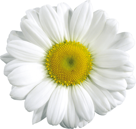 Common daisy Clip art - Large Transparent Daisy Clipart 1024*976 transprent Png Free Download - Chrysanths, Flower, Chamaemelum Nobile.
