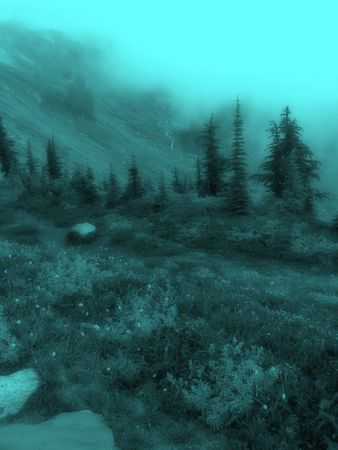 foggy forest blue/green